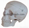 adult skull (skull model) 2