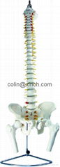 vertebral column with pelvis (spine model)