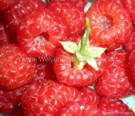 IQF Blackberry Strawberry Blueberry Raspberry Cherry 4