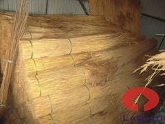 Water Reed for Thatching