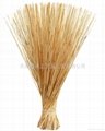 Water Reed for Thatching