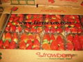 Fresh Strawberry 1