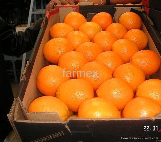 Fresh Navel Orange 2