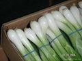 spring onion