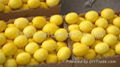 Yellow Lemon,lemon In China 1