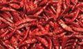 dried chilli