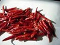 hot chilli 1