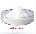 Food Additives Gellan Gum 2