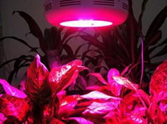 LED Grow Light, LED Grow Lighting, LED Plant Light