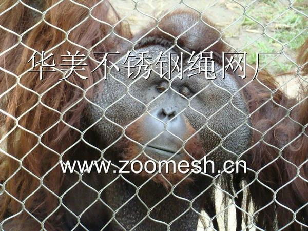 動物園圍網 2