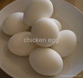 Chicken egg 3