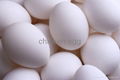 Chicken egg