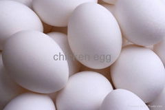 Chicken egg