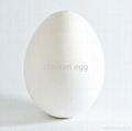 Chicken egg 4