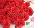 rose flower 1