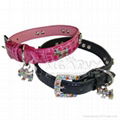 dog collars