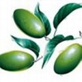 olive leaf extract 1