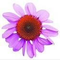 Echinacea Purpurea Extract 