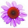 Echinacea Purpurea Extract 