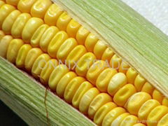 Yellow Corn