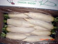 white radish 2