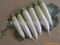 white radish 3