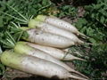 white radish 5