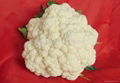cabbage flower 1