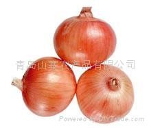 garden  onion