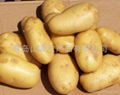 potatoes 1