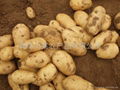 potatoes 3