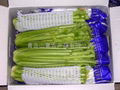 Celery