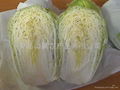 chinese cabbage 2