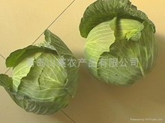 for cabbage