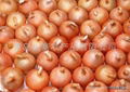 for garden onion    Clausenamide garden