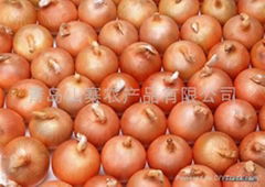 for garden onion    Clausenamide garden onion