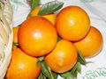 navel orange 2