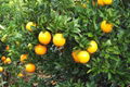 navel orange 3