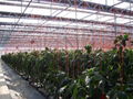 Plastic film Greenhouse 5