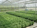 Polycarbonate Sheet Greenhouse 1