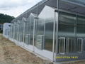 Polycarbonate Sheet Greenhouse 3