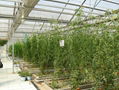 Flower-growing Greenhouse 2