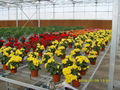 Flower-growing Greenhouse