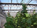 Vegetable-growing Greenhouse 1