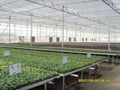 Vegetable-growing Greenhouse 4