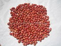 red skin peanut kernels 1