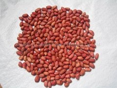 red skin peanut kernels
