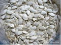 snow white pumpkin seeds 1