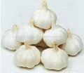 garlic 3