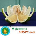 China Pomelo Fruit